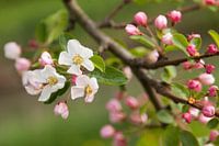 Appelbloesem