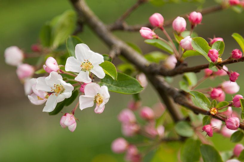 Appelbloesem van Marijke van Eijkeren