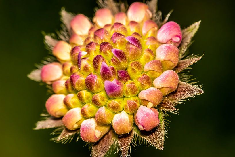 Rosa Blume von Myra van Heeringen