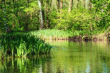 Landscape in the Spreewald area, Germany