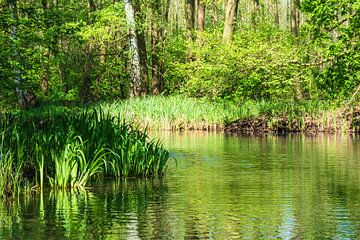 Landscape in the Spreewald area, Germany van Rico Ködder