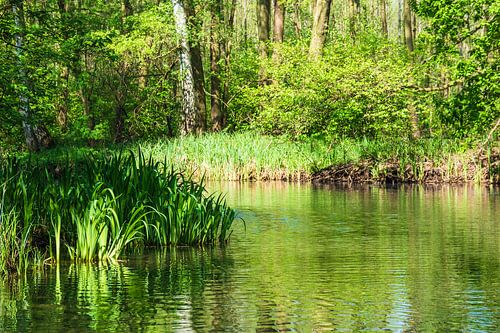 Landschaft im Spreewald bei Lübbenau