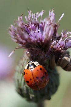 Botanical Happiness – Ladybird