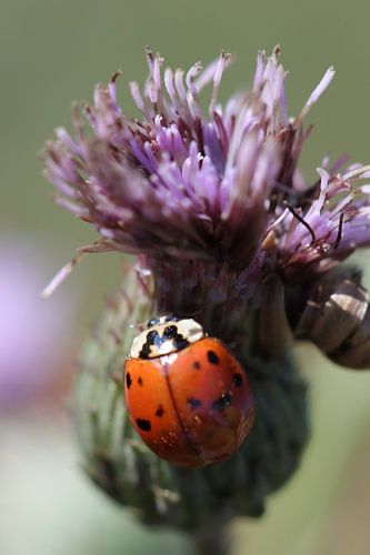 Bonheur botanique - Coccinelle