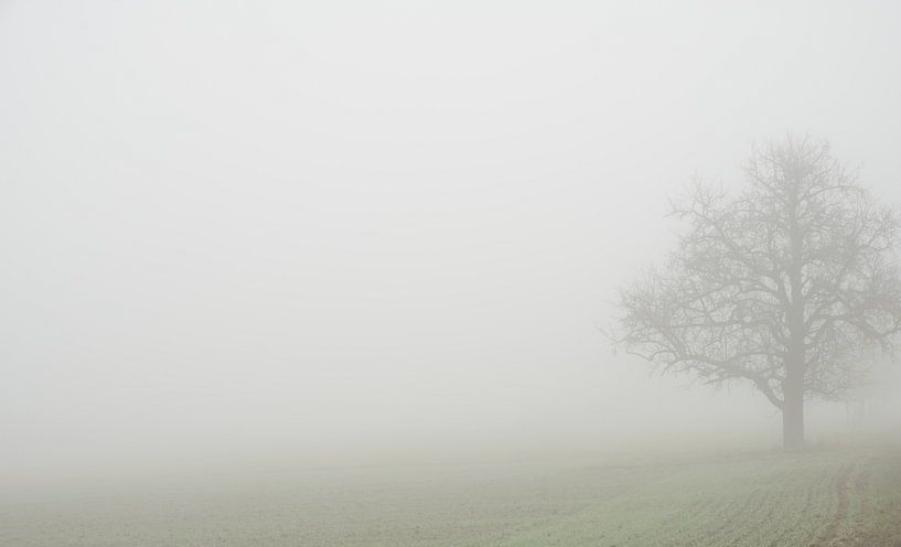 Nebelwand von Peter Proksch