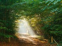 Light in the dark tunnel