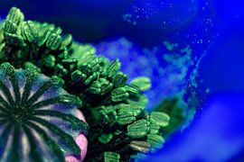 Onderwater Papaver in Blauw by Dirk Huijssoon