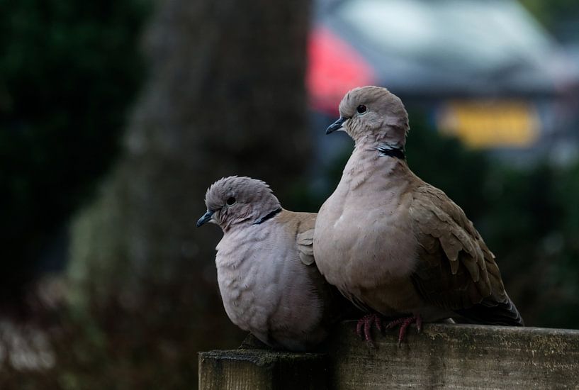 Les pigeons à l'affût par Remy van der Pol