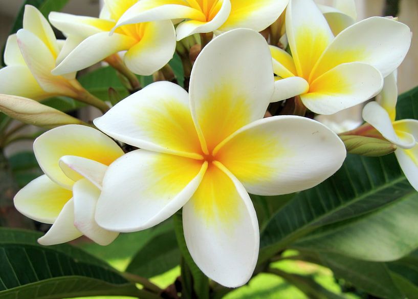 flower by romario sigamagama