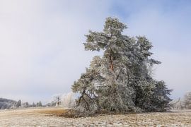 Dennenboom met rijp in Irndorfer Hardt - Natuurpark Obere Donau van BlattArt - Christine Horn