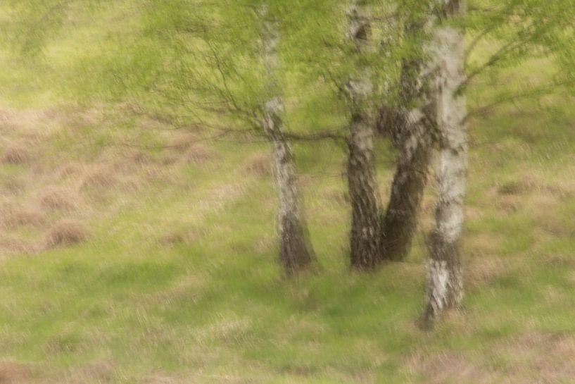 Berken by D. Henriquez