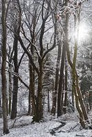 Wintersonne