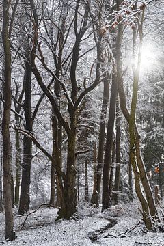 Winterbos van CSB-PHOTOGRAPHY