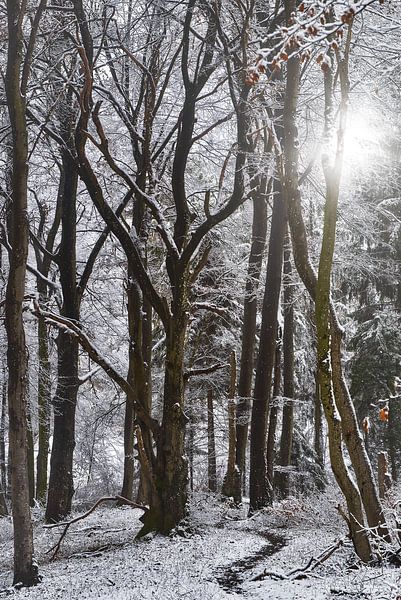 Wintersonne von CSB-PHOTOGRAPHY