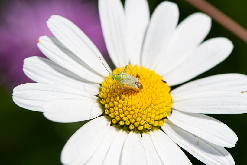 Closterotomus norwegicus by Empathies