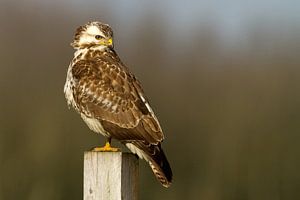Buizerd