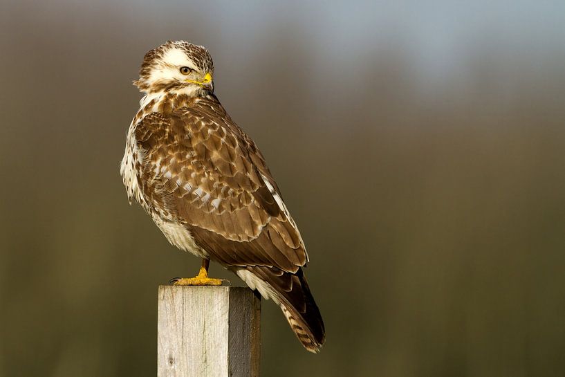 Bussard von Menno Schaefer