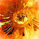 Koninklijke bloem van Kay Weber thumbnail