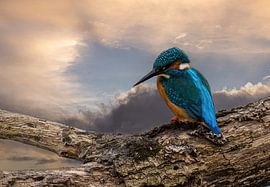 Eisvogel auf einem Ast Nahaufnahme von Brian Morgan