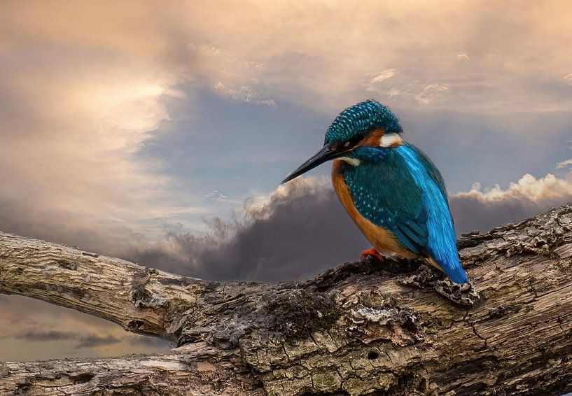 Kingfisher on a branch close-up by Brian Morgan