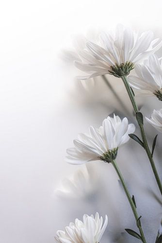 Vervagende bloemen 8