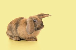 Hase in Gelb