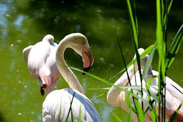 De flamingo (Phoenicopterus roseus), ook wel aangeduid als grote flamingo of Europese flamingo, is de enige flamingosoort die in Europa in het wild voorkomt. van W J Kok