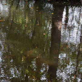Reflectie van bomen in het water