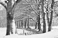 Eiken in een winters bos. van Tony Ruiter thumbnail