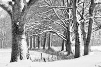Eiken in een winters bos.