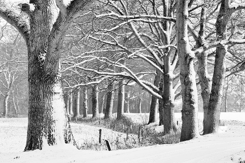 Eiken in een winters bos. van Tony Ruiter
