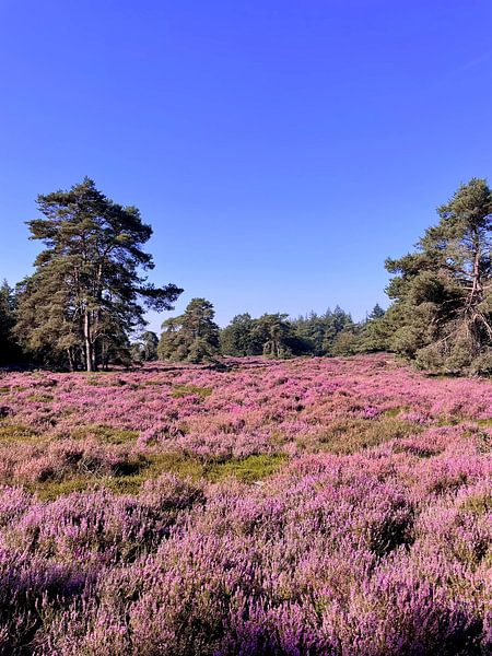 Heather in bloom by Klazina Visser