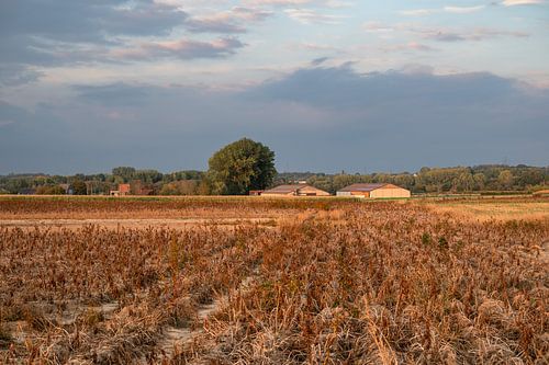 Kleurrijk aardappelveld in Ternat