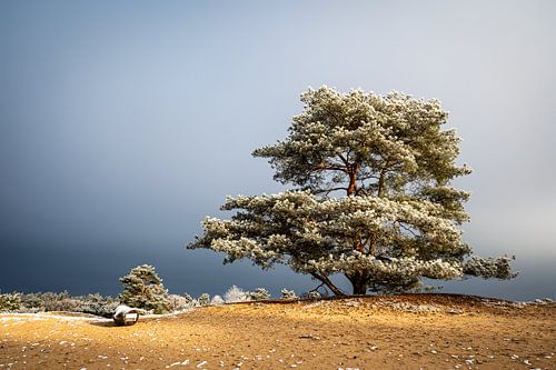 Flies on a sand drift in Drenthe