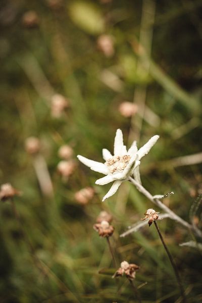 single alpine edelweiss in moody style in portrait format by Leo Schindzielorz