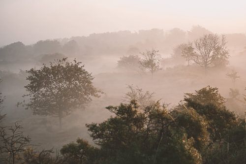een mistig landschap
