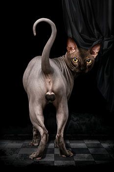 Sphynx