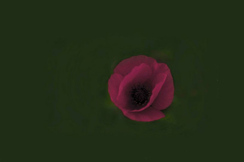 Mohn in grün von Susan Hol