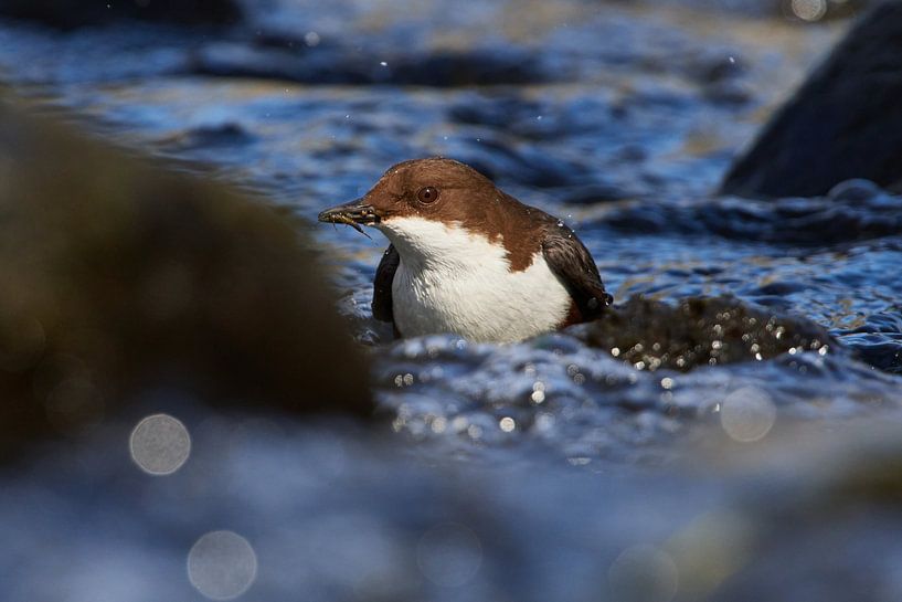 Waterspreeuw (Cinclus cinclus) van Karin Jähne