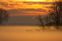 Pferde im Nebel bei Sonnenaufgang