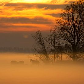Chevaux dans le brouillard au lever du soleil sur fotogevoel .nl