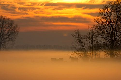 Paarden in de mist bij zonsopkomst van fotogevoel .nl