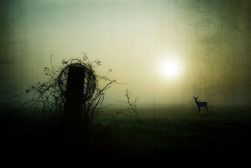 Ree in Brabants Landschap