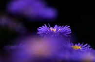 Herbstastern im lila Dunst von Birgitte Bergman Miniaturansicht