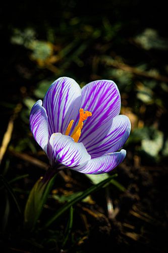 der Krokus im Licht