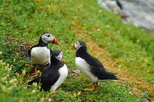 Papageitaucher auf der Insel Skellig Michael in Irland