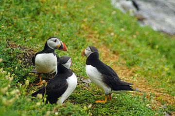 Papegaaiduikers op het eiland Skellig Michael in Ierland