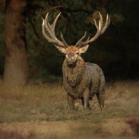 red deer during the rut on the veluwe by Roy De vries