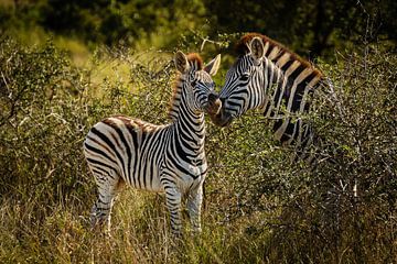 Zebra Mama & Kind von Meleah Fotografie