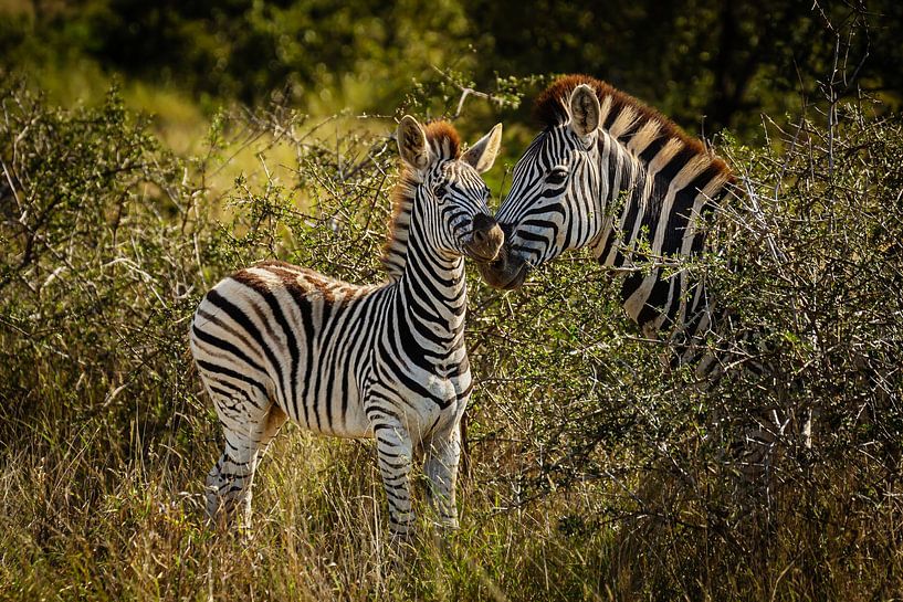 Zebra mum &amp; kid by Meleah Fotografie